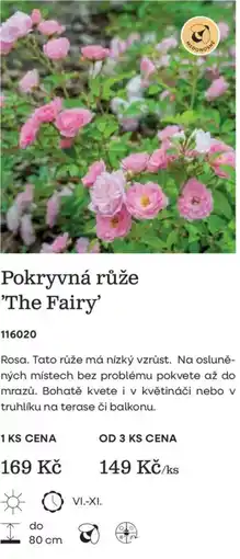 Starkl Pokryvná růže 'The Fairy' nabídka