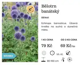 Starkl Bělotrn banátský nabídka