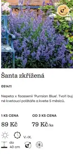 Starkl Šanta zkřížená nabídka
