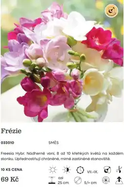 Starkl Frézie nabídka