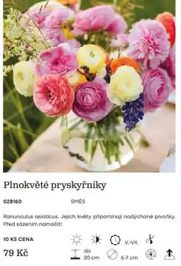 Starkl Plnokvěté pryskyřníky nabídka
