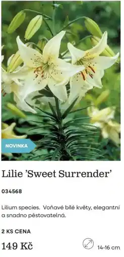 Starkl Lilie 'Sweet Surrender' nabídka