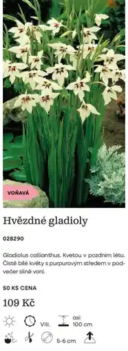 Starkl Hvězdné gladioly nabídka
