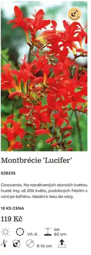 Starkl Medonový Montbrécie 'Lucifer' nabídka