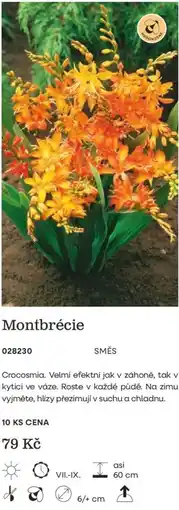 Starkl Montbrécie nabídka