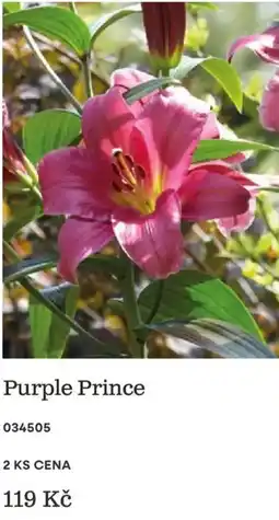 Starkl Purple Prince nabídka
