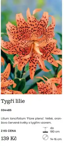 Starkl Tygří lilie nabídka