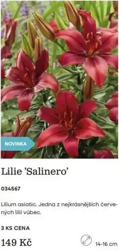 Starkl Lilie 'Salinero' nabídka