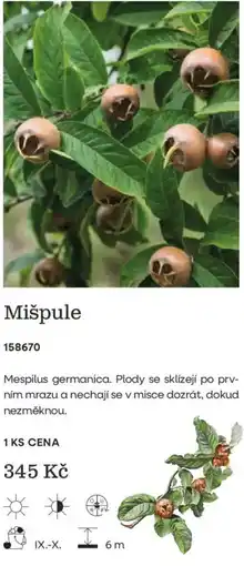 Starkl Mišpule nabídka
