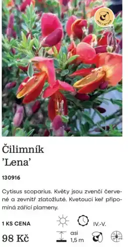 Starkl Čilimník 'Lena' nabídka