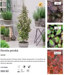 Starkl Parrotia perská nabídka