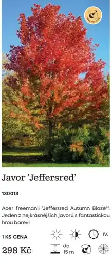 Starkl Javor 'Jeffersred' nabídka