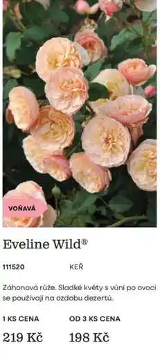 Starkl Eveline Wild nabídka