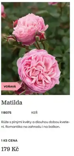 Starkl Matilda nabídka