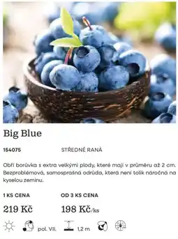 Starkl Big Blue nabídka