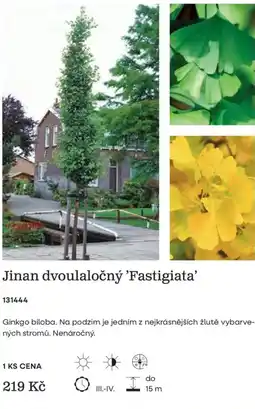 Starkl Jinan dvoulaločný 'Fastigiata' nabídka