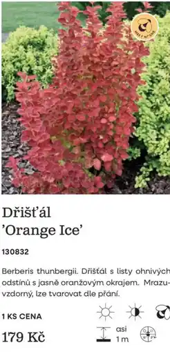 Starkl Dřišťál 'Orange Ice' nabídka