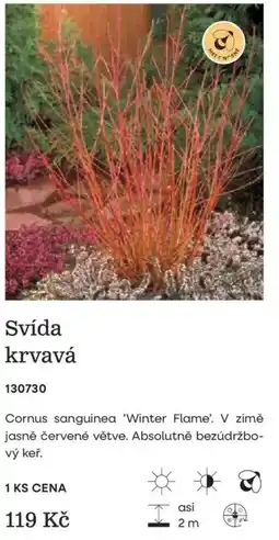 Starkl Svída krkvavá nabídka