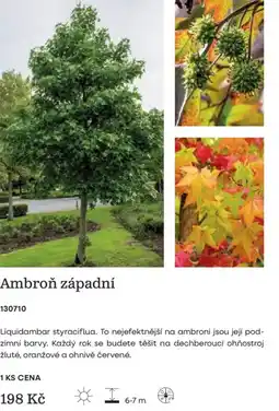 Starkl Ambroň západní nabídka