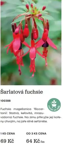 Starkl Šarlatová fuchsie nabídka