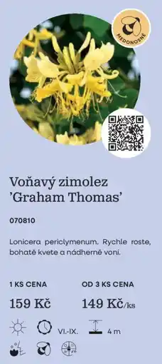Starkl Voňavý zimolez 'Graham Thomas' nabídka