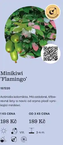 Starkl Minikiwi 'Flamingo' nabídka