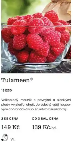 Starkl Tulameen nabídka