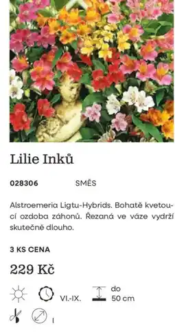 Starkl Lilie Inků nabídka