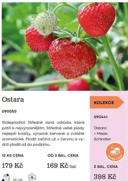 Starkl Ostara nabídka