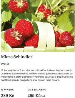 Starkl Mieze Schindler nabídka