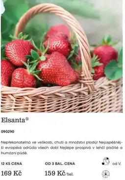 Starkl Elsanta nabídka