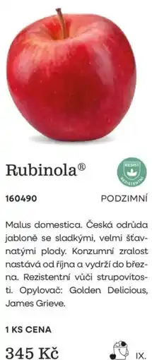 Starkl Rubinola nabídka