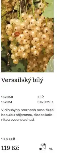 Starkl Versailske bílý nabídka