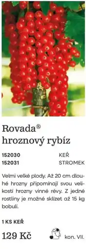 Starkl Rovada hroznový rybíz nabídka