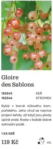 Starkl Gloire des Sablons nabídka