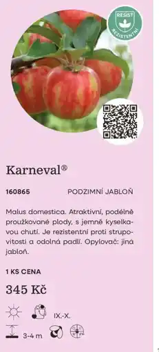 Starkl Karneval nabídka