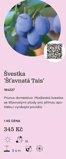 Starkl Švestka 'Šťavnatá Tais' nabídka