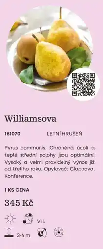 Starkl Williamsova nabídka