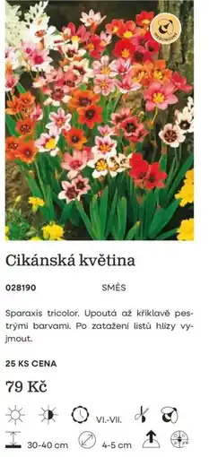 Starkl Cikánská květina nabídka
