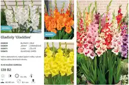 Starkl Gladioly 'Gladdies' nabídka