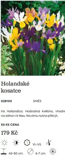 Starkl Holandské kosatce nabídka
