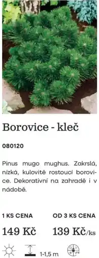 Starkl Borovice - kleč nabídka