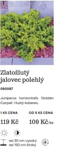Starkl Zlatožlutý jalovec polehlý nabídka
