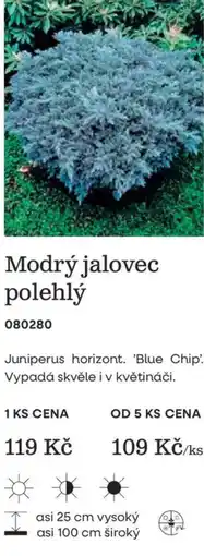 Starkl Modrý jalovec polehlý nabídka