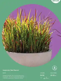 Starkl Imperata 'Red Baron' nabídka