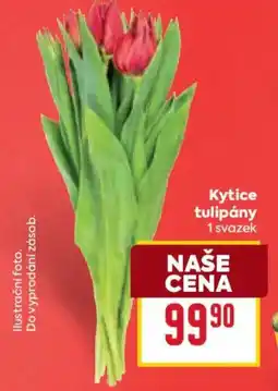 Billa Kytice tulipány nabídka