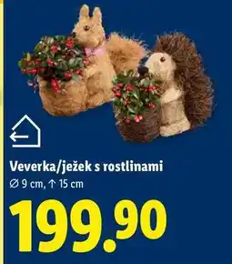 Lidl Veverka/ježek s rostlinami nabídka