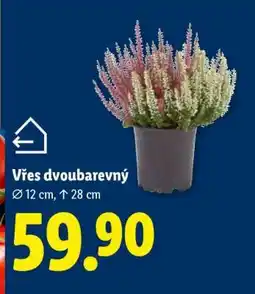 Lidl Vřes dvoubarevný nabídka