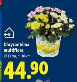 Lidl CHRYZANTÉMA MULTIFLORA nabídka