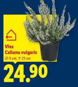 Lidl VŘES CALLUNA VULGARIS nabídka